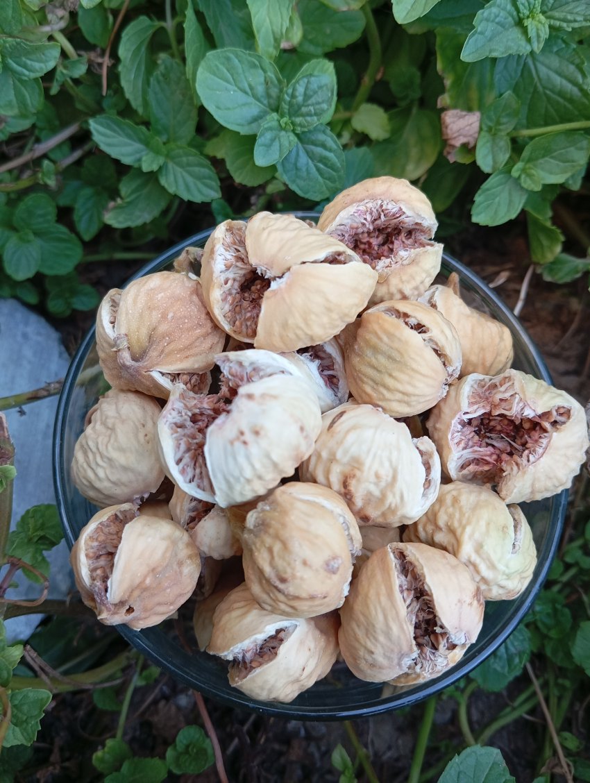 خرید و قیمت انجیر ارگانیک + ارسال فوری
