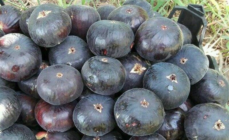 انجیر سیاه استثنایی