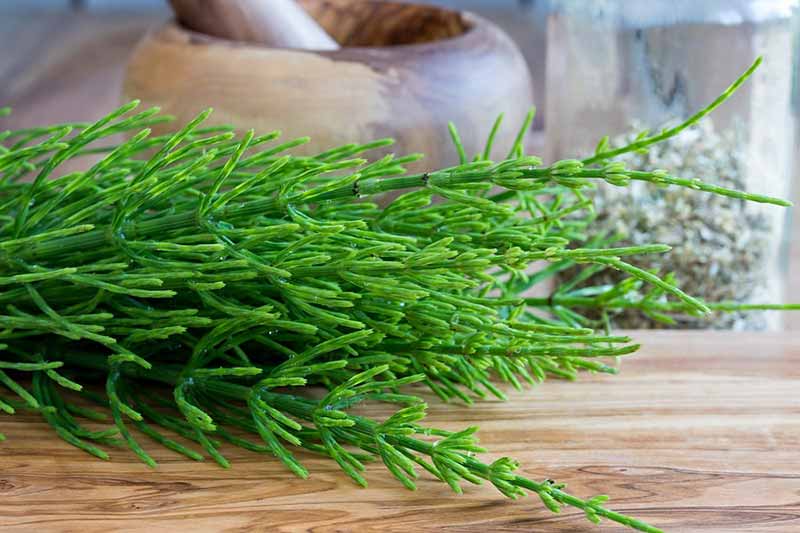 خرید عمده گیاه دم اسبی خشک با قیمت ویژه + خواص درمانی منحصر به فرد