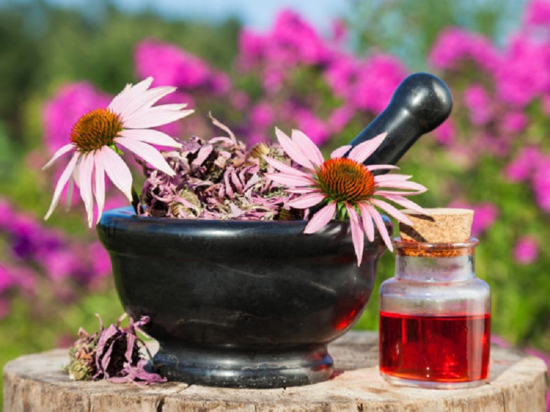 خرید عمده گل سر خار گل خشک با قیمت ویژه + خواص تقویت سیستم ایمنی
