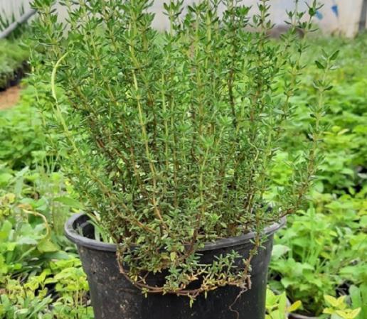 فروش عمده آویشن باغی برگ + ارسال سریع