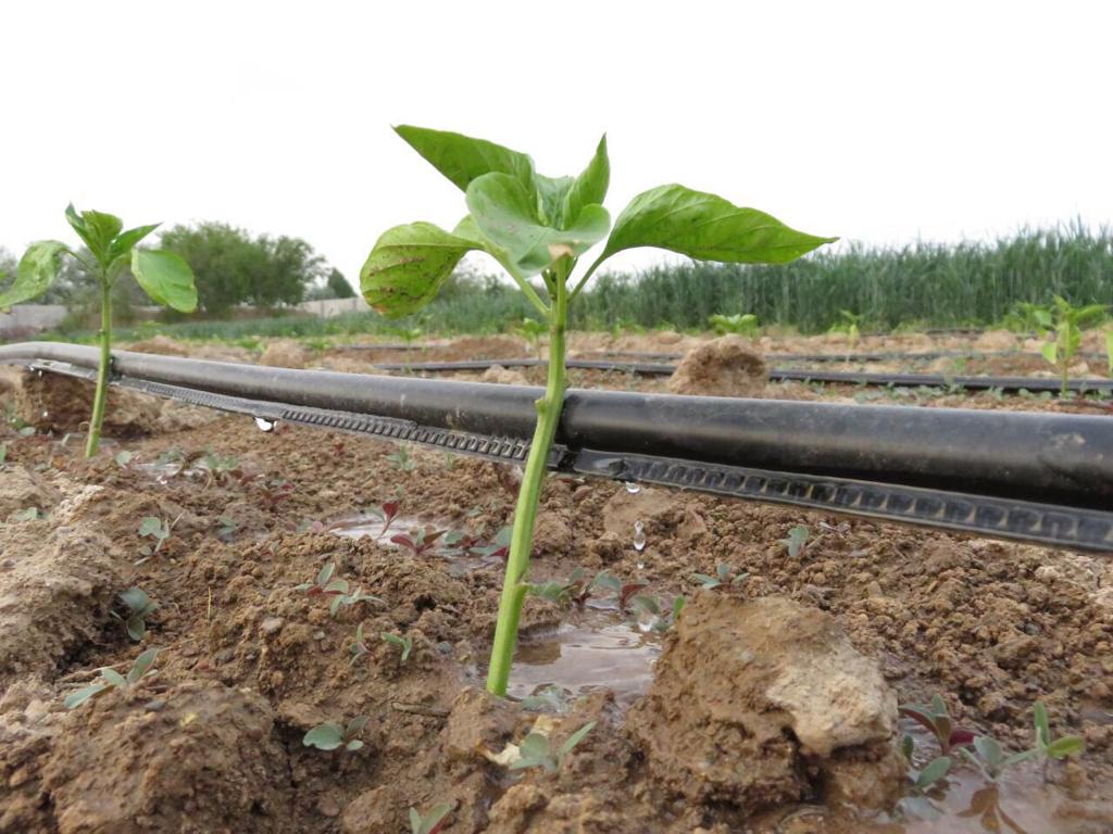فروش نوار آبیاری قطره ای در شیراز