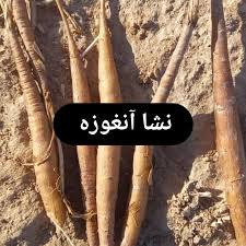 فروش نشا انغوزه ایرانی اعلا ۱ ساله