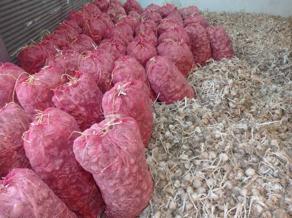 فروش عمده سیر لشکری همدان