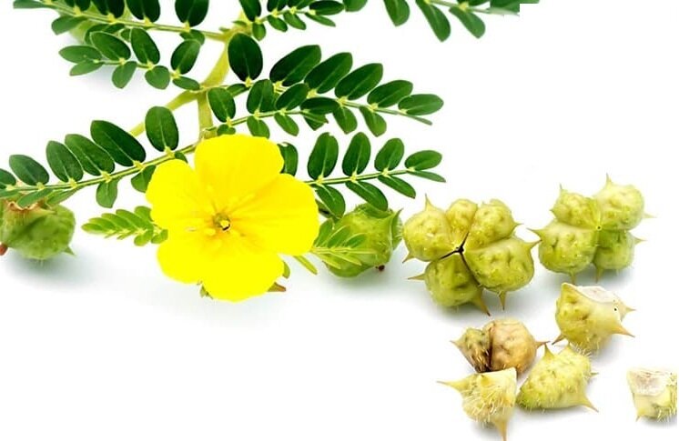 عرق خارخاسک + قیمت استثنایی