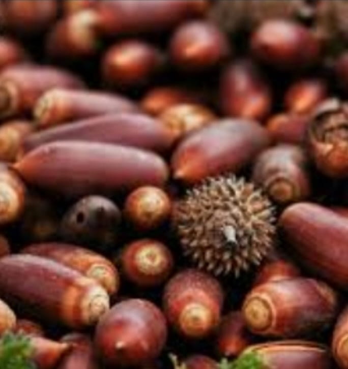 میوه خشک بلوط اعلا خرید