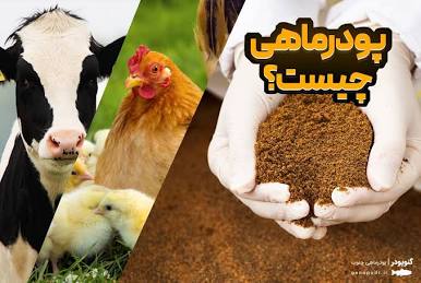 پودر ماهی قیمت