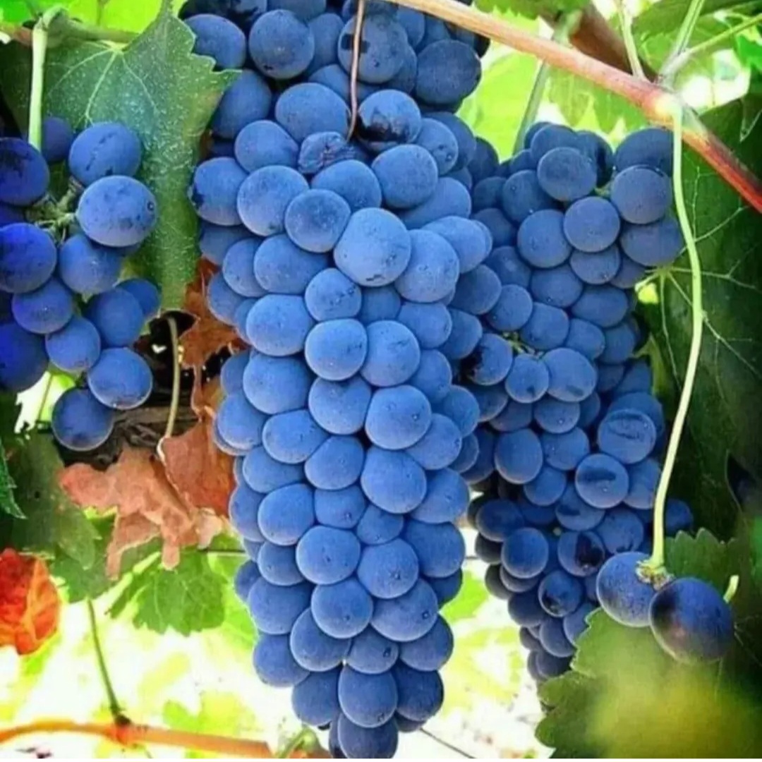 کشمش انگور شرابی شیراز ،خوش رنگ و خوشمزه
