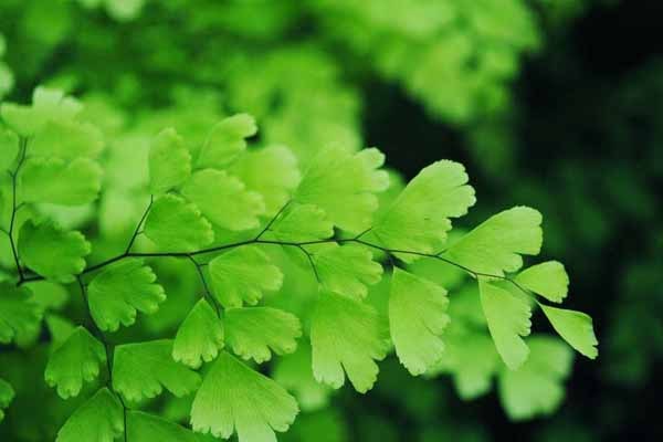 پر سیاوش آبشاری اصل با قیمت ویژه + خواص درمانی نادر برای سرطان ایمنی