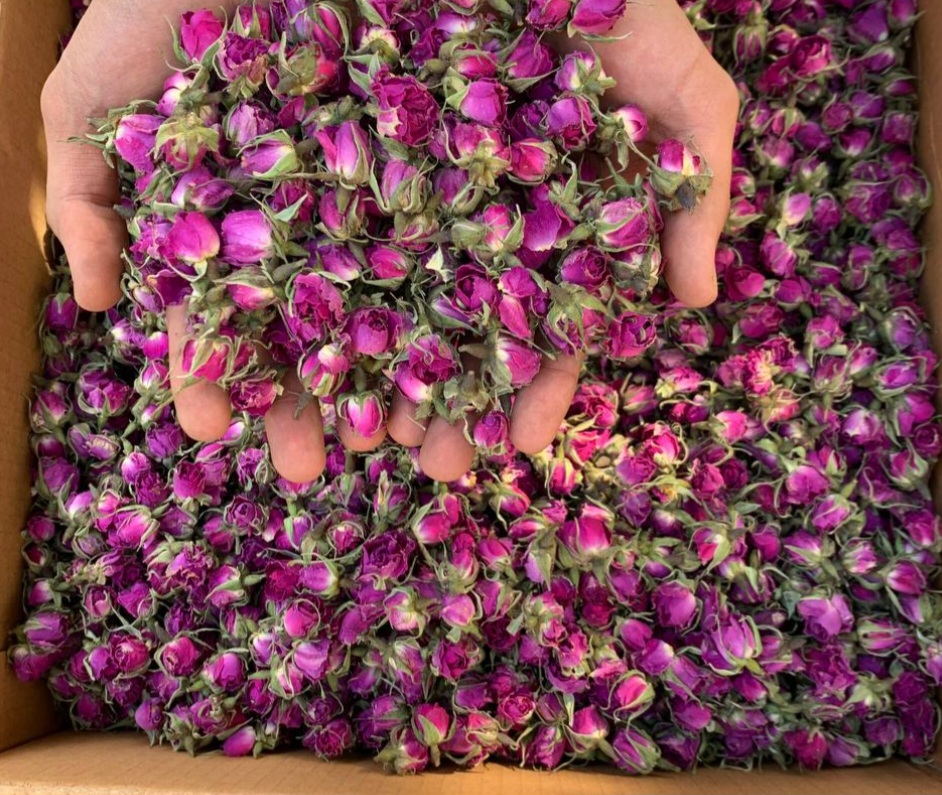 خرید عمده و لیست قیمت غنچه گل محمدی