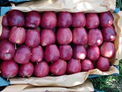 خرید سیب استخوانی اشنویه با شرایط فوق العاده