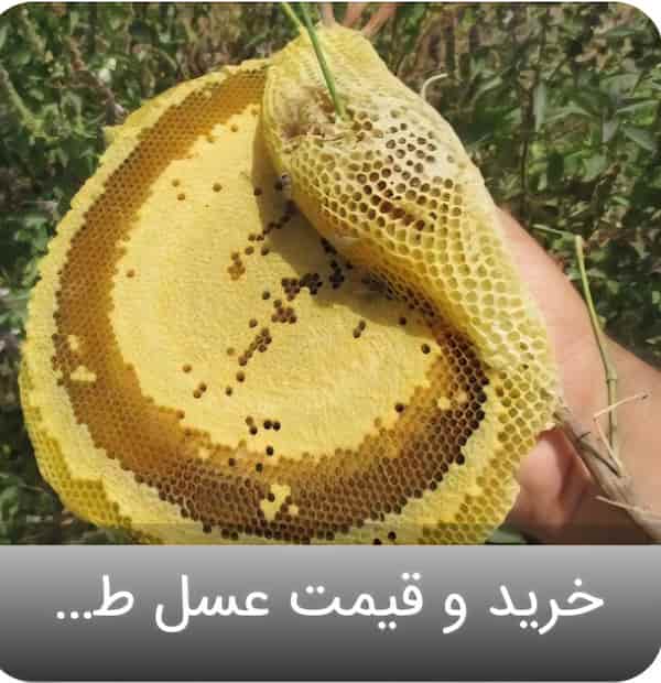 خرید عسل موم دار جنگلی + قیمت فروش استثنایی