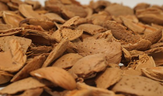 فروش پوست بادام درختی عمده