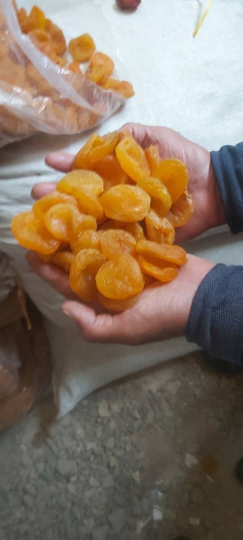 خرید قیسی زردآلو