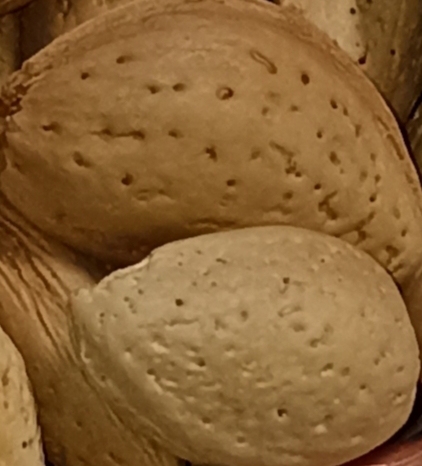 قیمت بادام‌ شیرین‌ درختی سامان