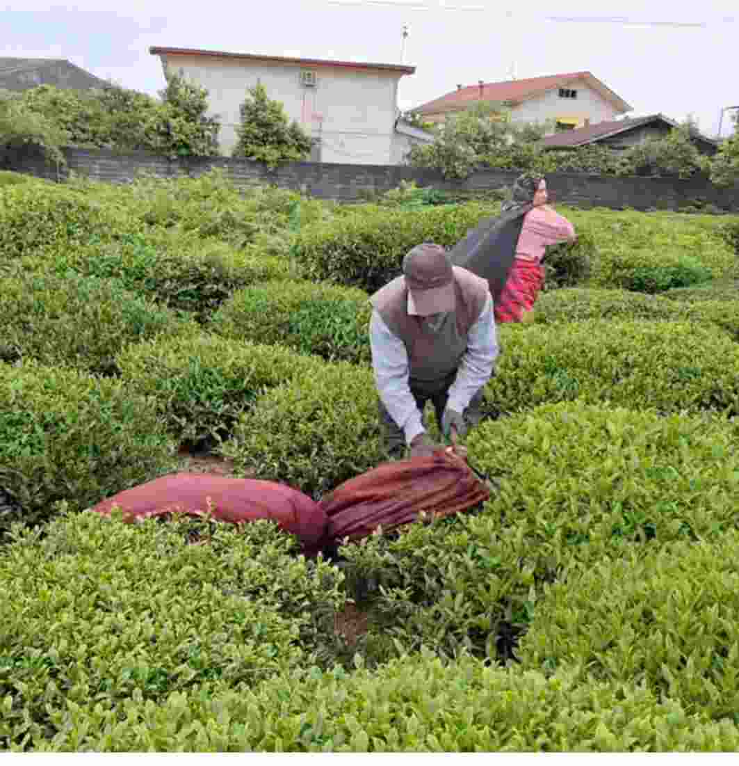 چای سیاه کلاسیک با طعمی غنی و با رایحه دارچین