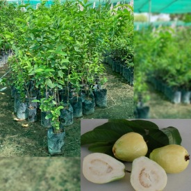 فروش نهال زیتون پاکستانی + نهال گواوا گلابی