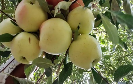 خرید و فروش عمده نهال سیب گلاب پائیزه