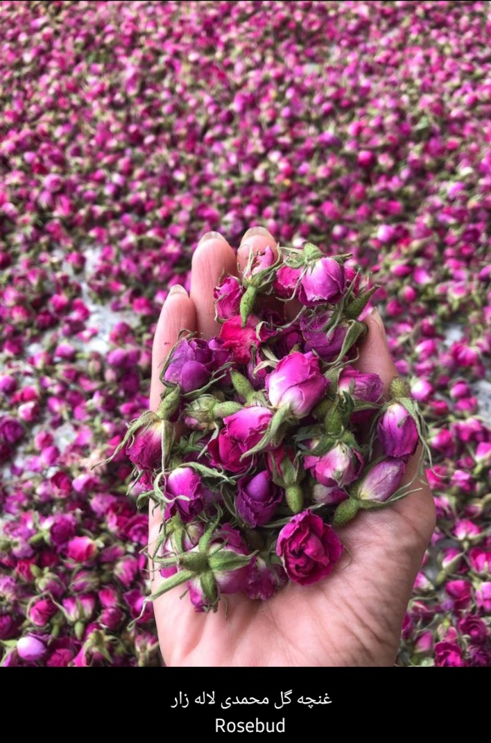 استعلام قیمت غنچه گل محمدی درجه یک + فروش آنلاین غنچه گل محمدی