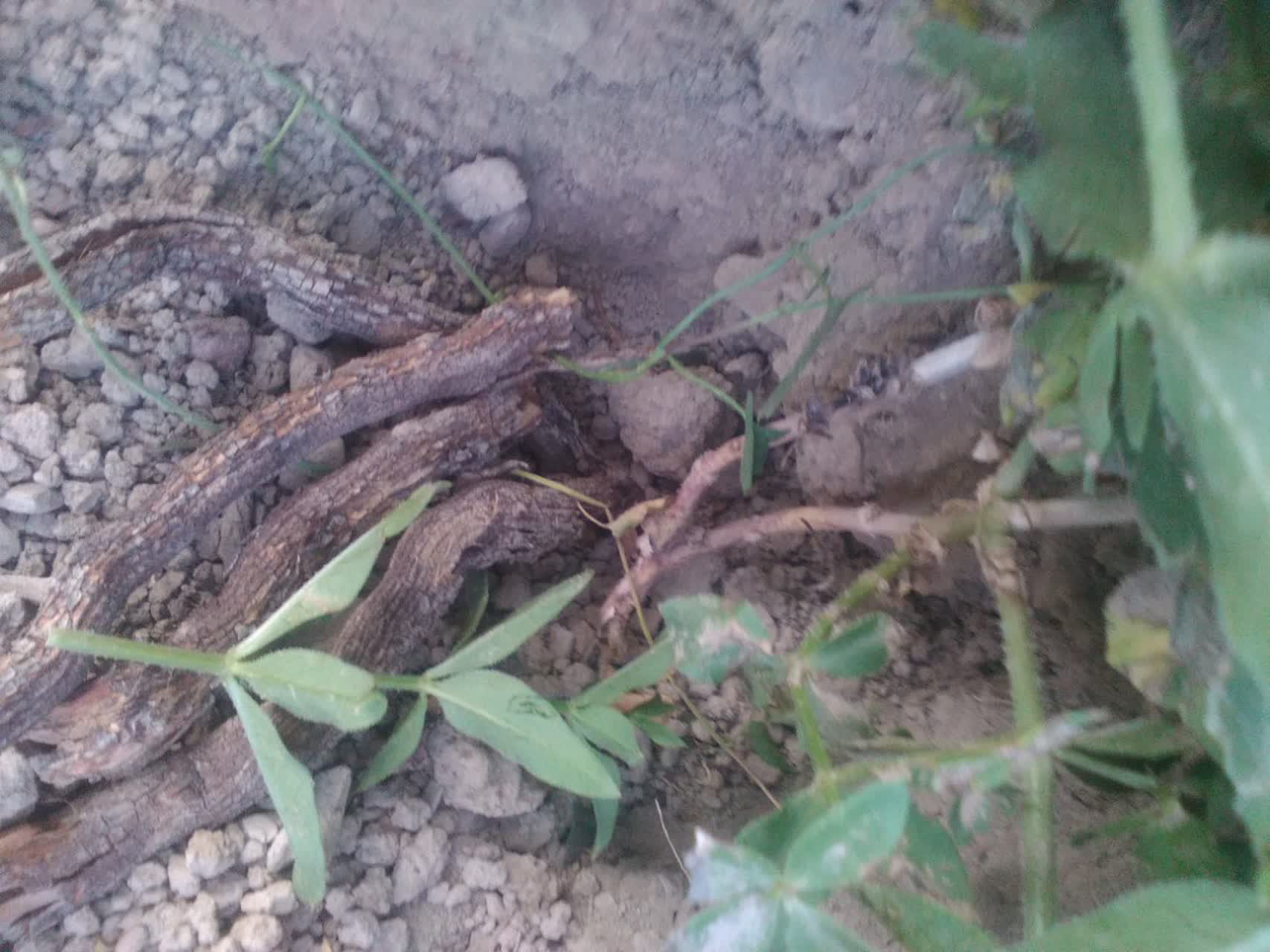 ریشه روناس مرغوب