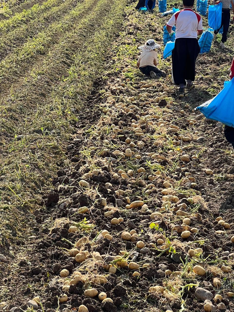 سیب‌ زمینی مرغوب