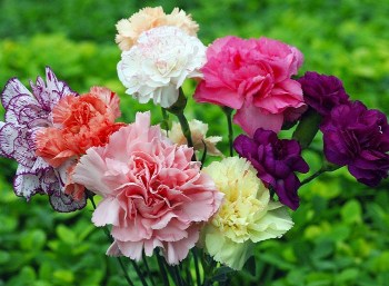 فروش فوق‌ العاده و صادراتی گل شاخه بریده میخک