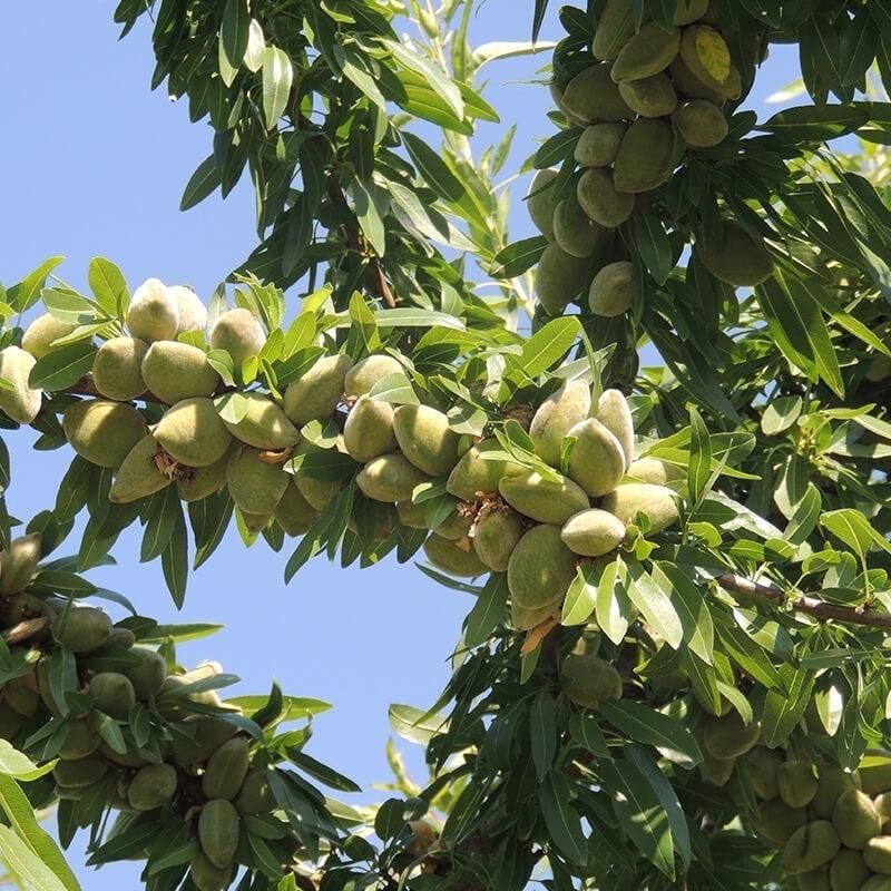 قیمت بادام سنگی تازه + فروش عمده