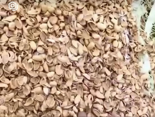 پوست پسته استخونی
