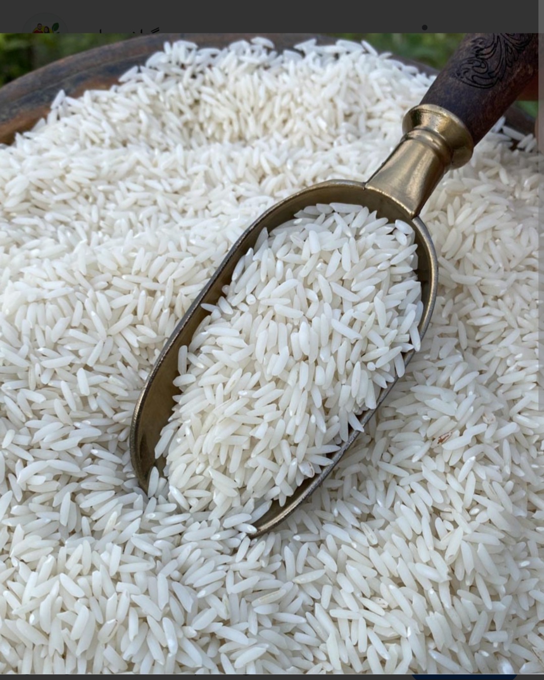 قیمت فروش برنج سرلاشه طارم هاشمی