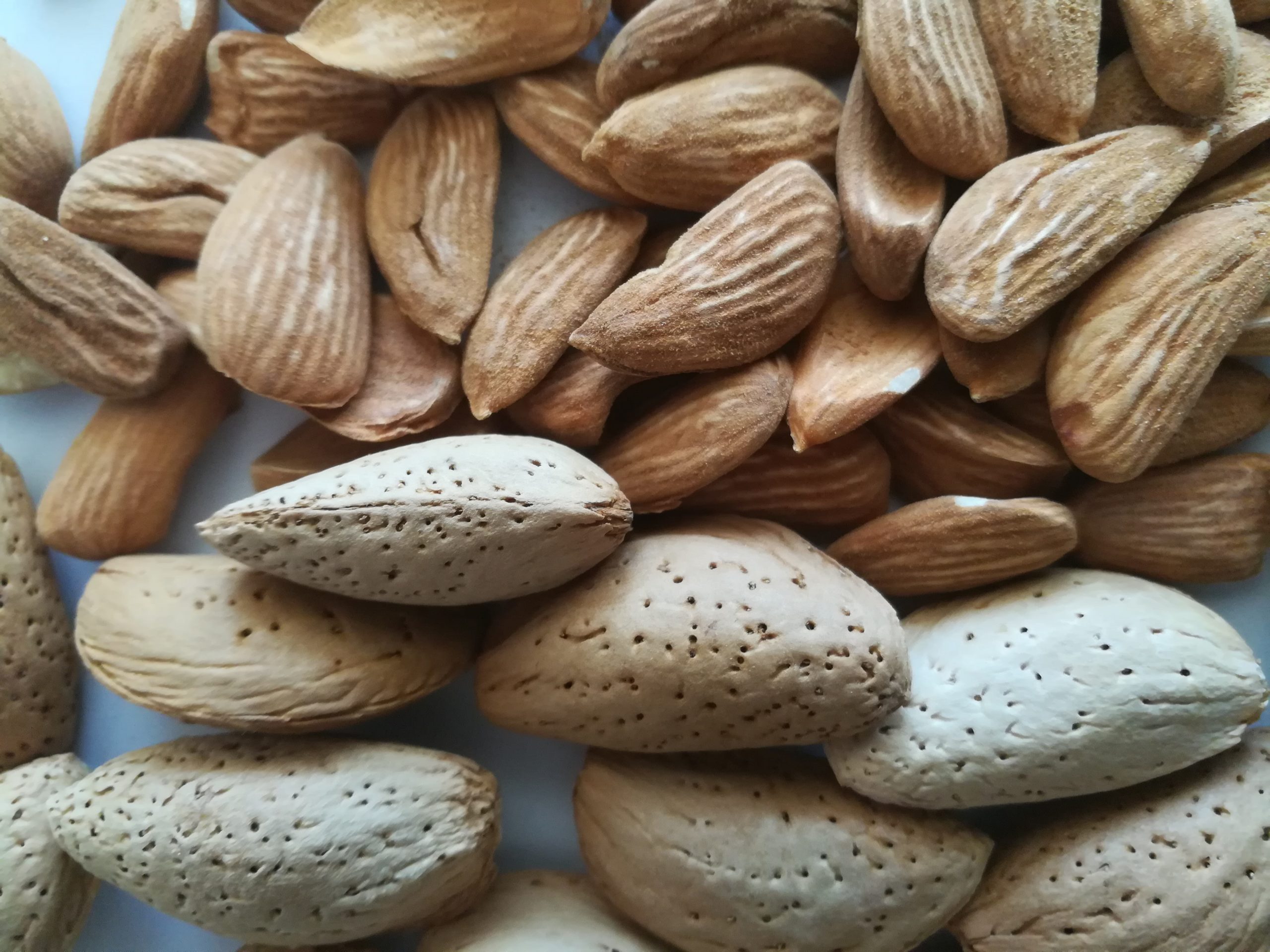 قیمت بادام سنگی اعلا + فروش عمده