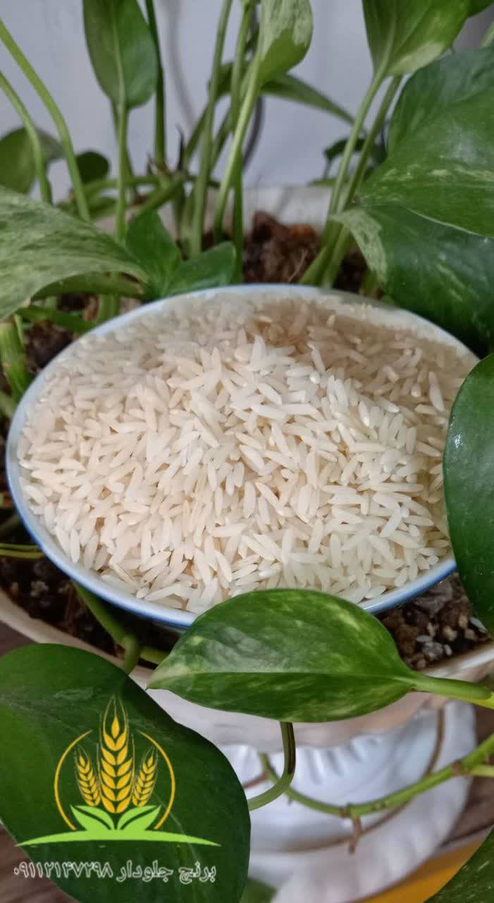 قیمت خرید برنج طارم هاشمی درجه یک و مرغوب + فروش صادراتی