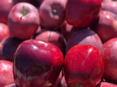 فروش سیب تابستانه ممتاز صادراتی اشنویه + فروش عمده