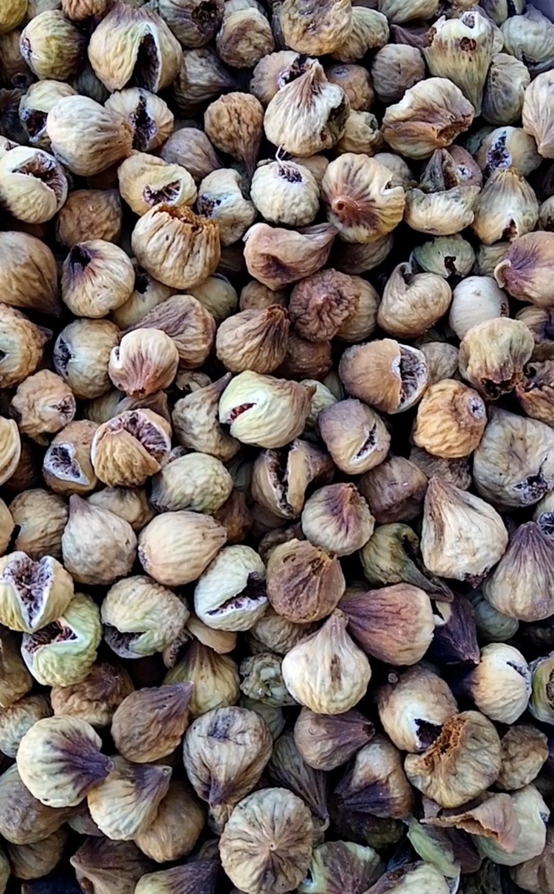 انجیر ترشه خرید