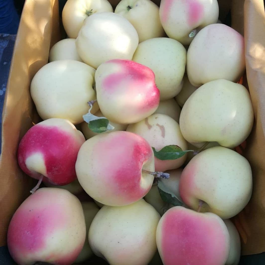 فروش سیب عروس درجه ۱ ارومیه صادراتی + فروش عمده