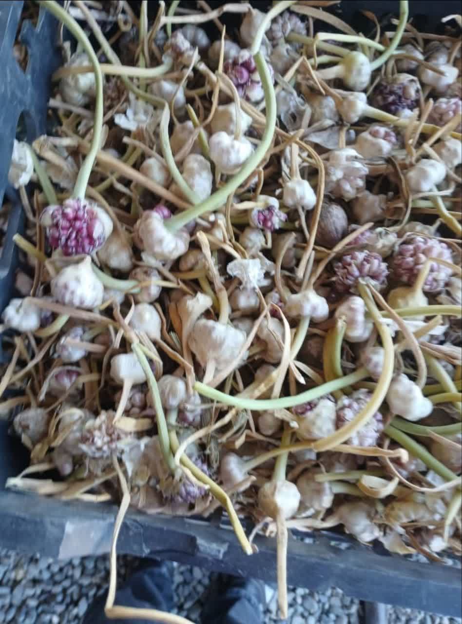 قیمت فوق العاده گل سیر قرمز