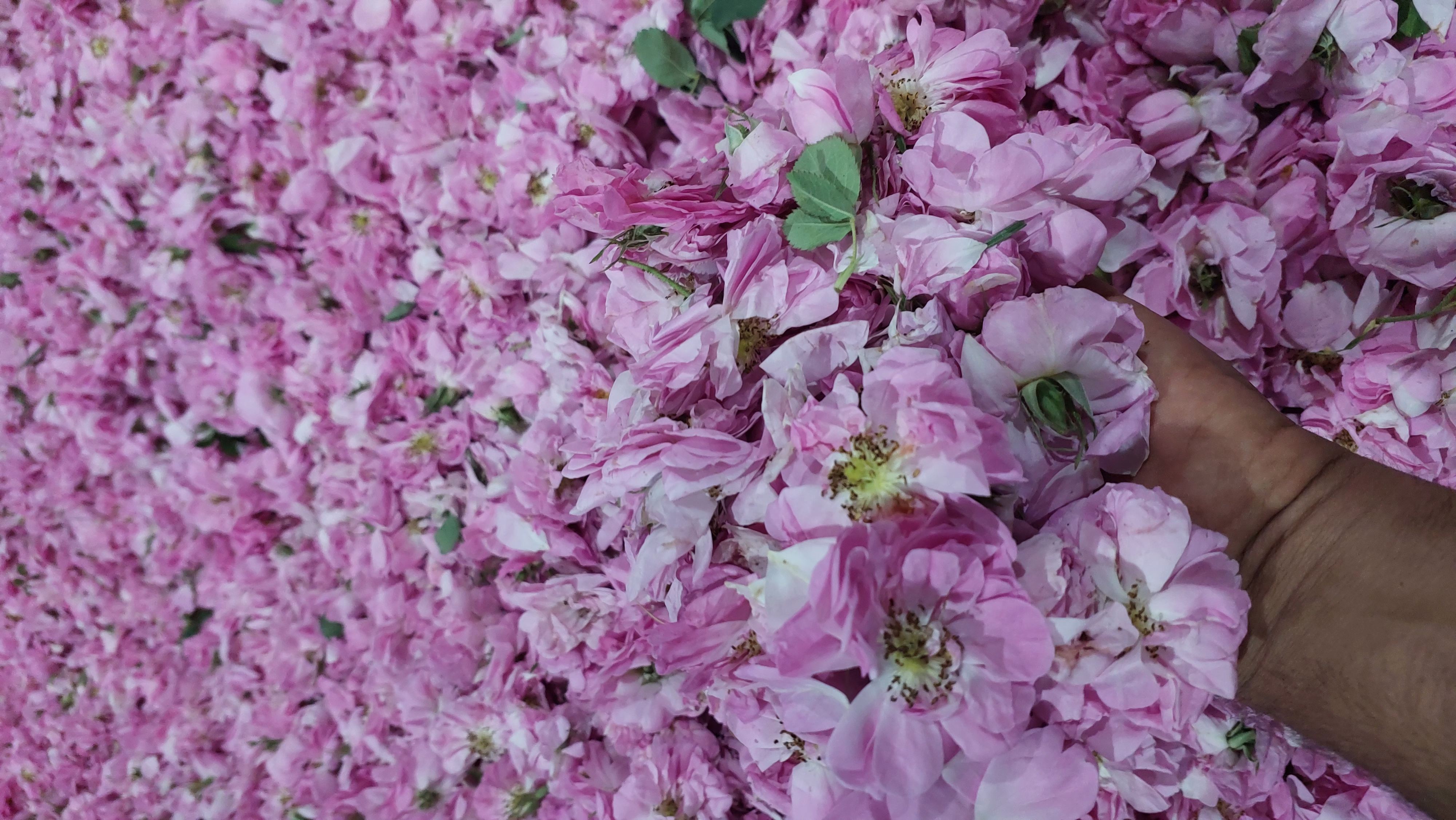 خرید عمده گلاب دو آتیشه