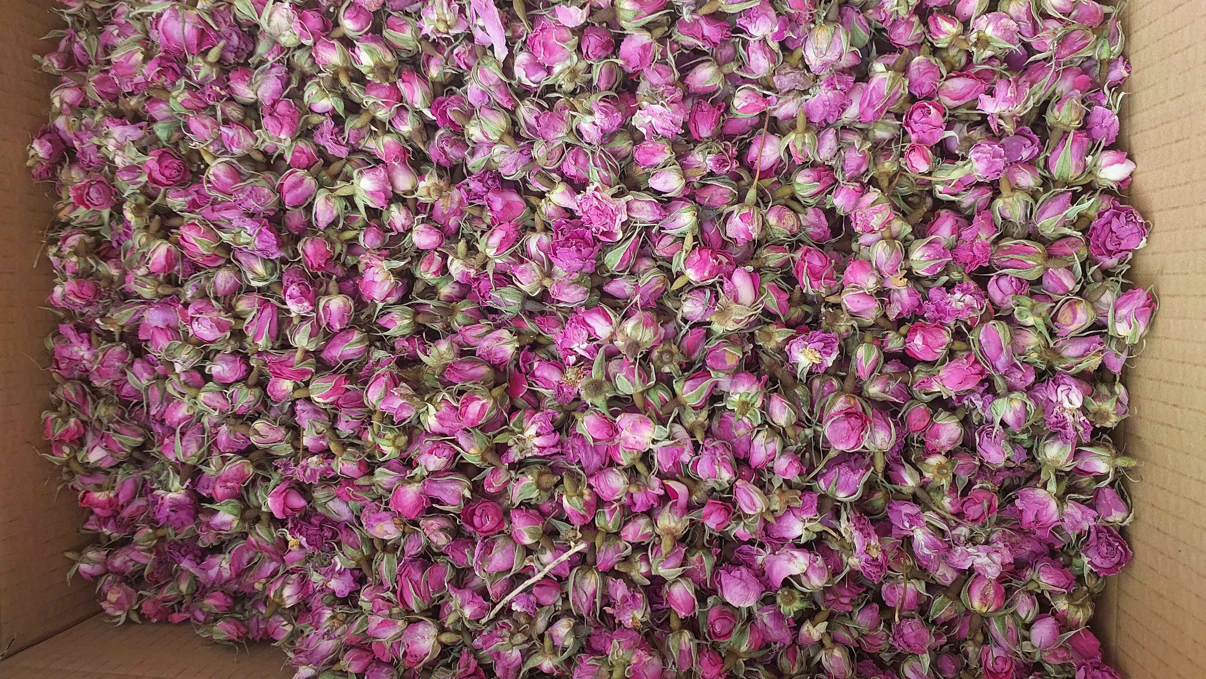 خرید عمده غنچه گل محمدی لوکس