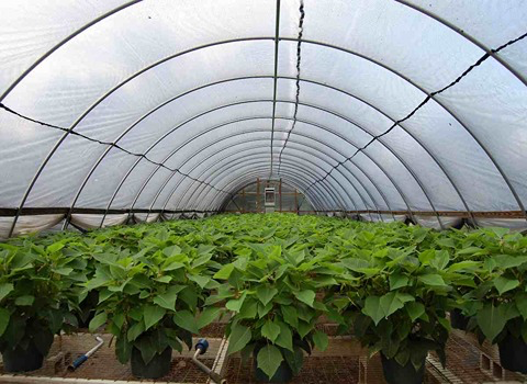 قیمت نایلون گلخانه ای عریض + خرید روز