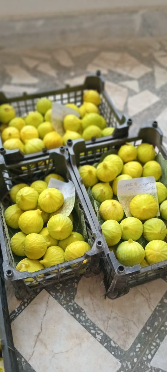 انجیر تازه تر خوری مجلسی + قیمت شگفت انگیز