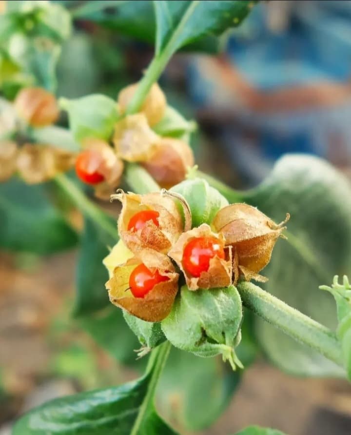 خواص بی نظیر آشواگاندا اعلا
