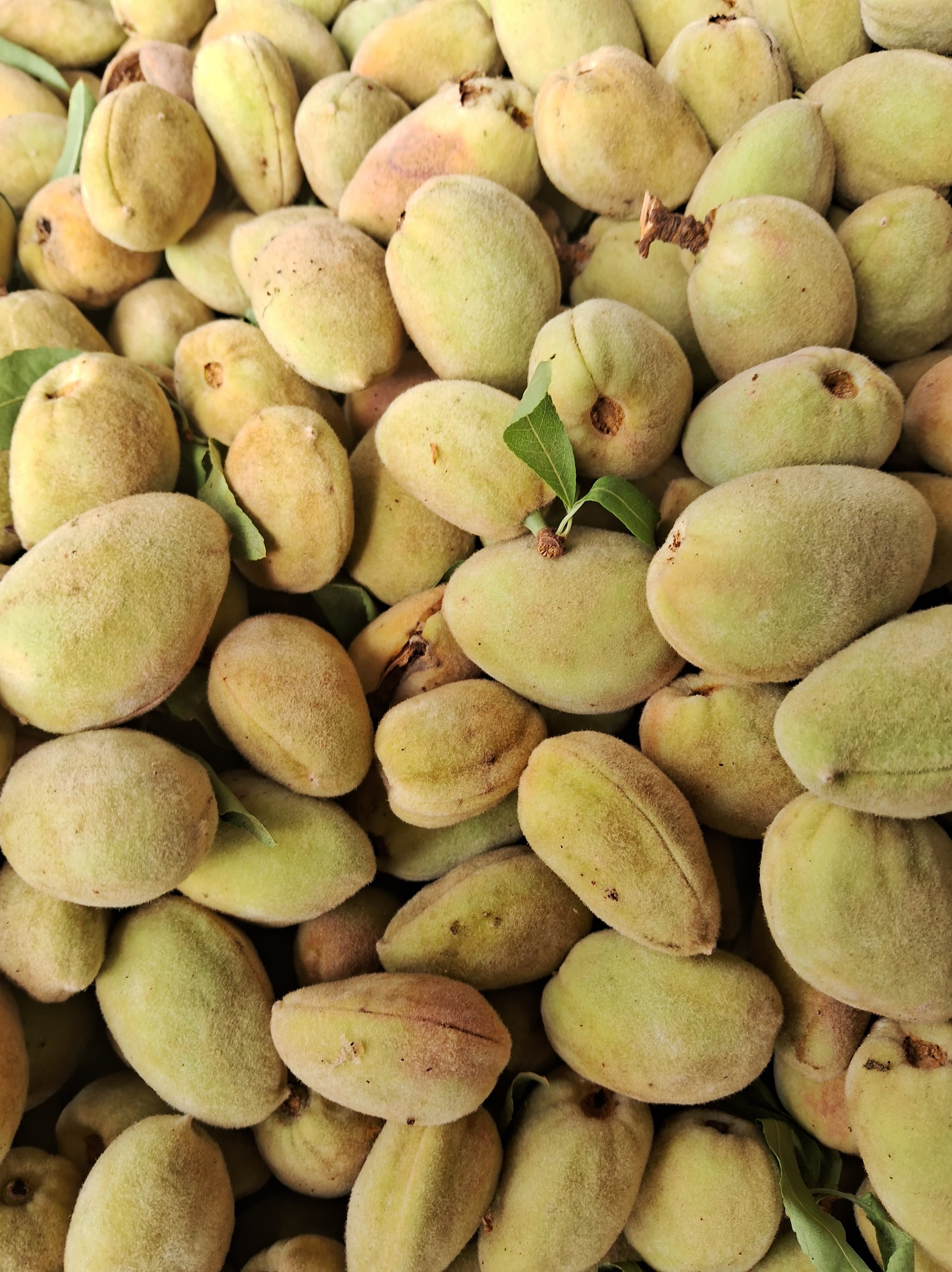 خرید بادام سنگی با پوست سبز + فروش عمده