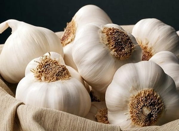 سیر سفید بذری همدان قیمت