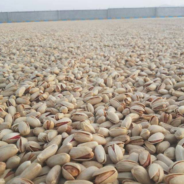پسته اکبری + خرید و فروش عمده