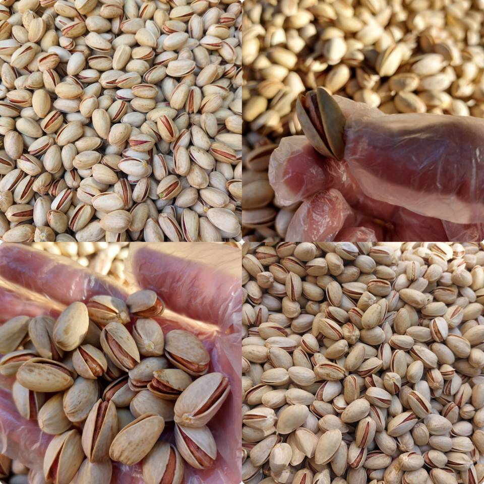 خرید عمده پسته اکبری صادراتی