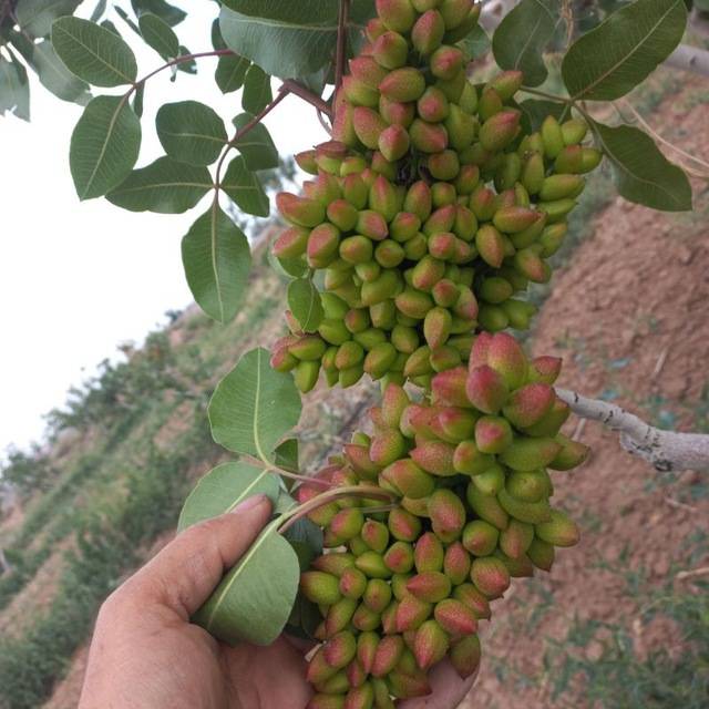 قیمت پسته اکبری دستچین خام + خرید باور نکردنی