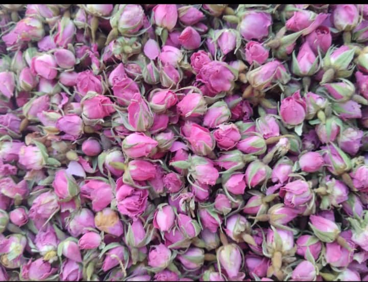 پخش غنچه گل محمدی به سراسر جهان