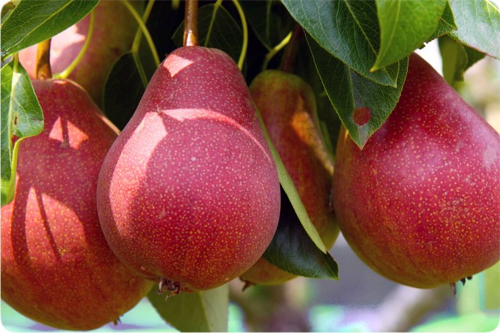 قیمت ارزان نهال گلابی ردآنجو + فروش عمده