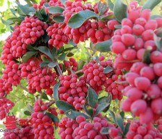 فروش ویژه نهال زرشک خوراکی