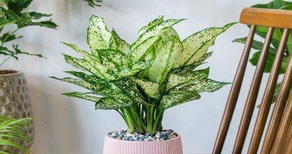 خرید باور نکردنی بهترین گل آپارتمانی آگلونما سفید