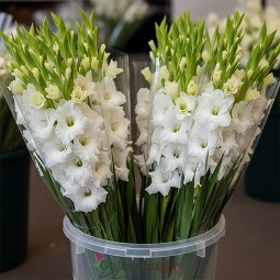 قیمت ارزان گل شاخه بریده گلایل